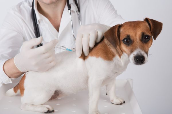 Hunde Impfung