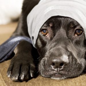 Hunde Operation 