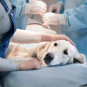 Hunde operation