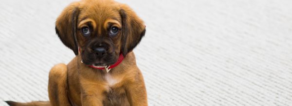 Flöhe bei Hunden