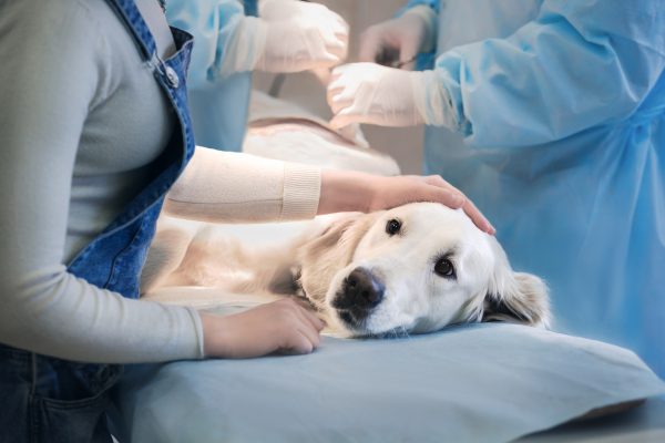 hunde-operation