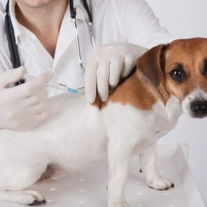 tierkrankenversicherung