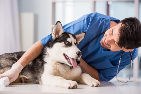 Hunde-Kastration-Sterilisation