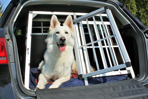 Hund Kofferraum