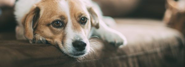 40 vor und nachteile einer Hundeversicherungen