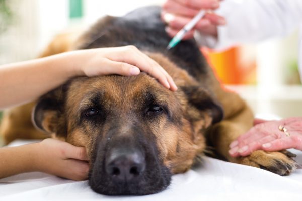 hundekrankenversicherung - kopie