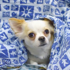 hundenamen chihuahua rüde