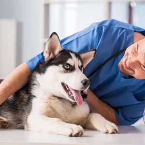 husky namen rüde