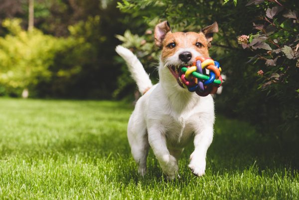 Hundesport