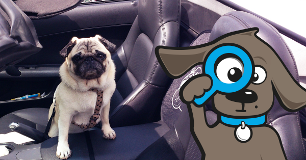 Hund Autofahren