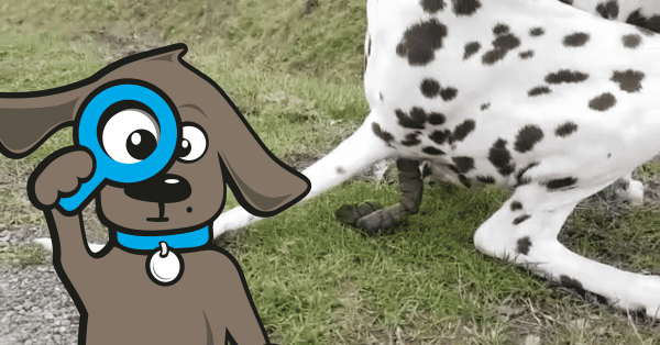 8 meistgestellten fragen von hundekot