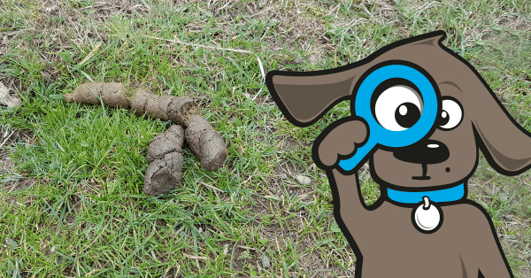 die-13-grossten-argernisse-rund-um-hundekot