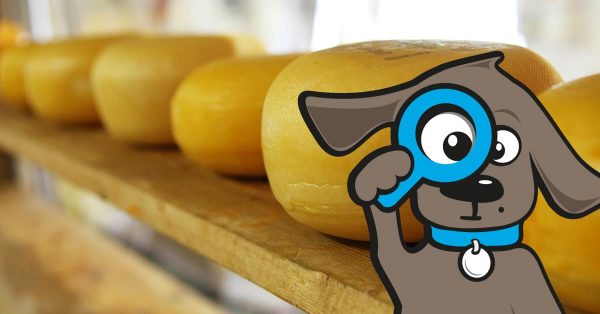 Hunde Käse