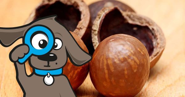 Hunde-Macadamia-Nüsse